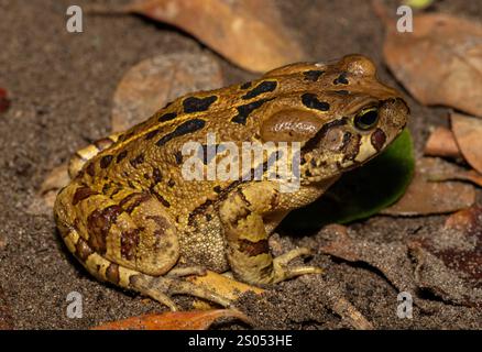 Eine wunderschöne östliche Leopardenkröte (Sclerophrys pardalis), in freier Wildbahn, in Westkap, Südafrika Stockfoto
