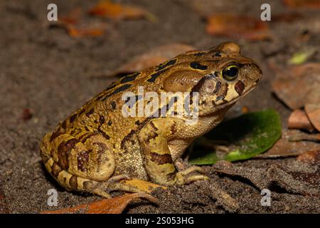 Eine wunderschöne östliche Leopardenkröte (Sclerophrys pardalis), in freier Wildbahn, in Westkap, Südafrika Stockfoto