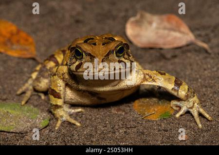 Eine wunderschöne östliche Leopardenkröte (Sclerophrys pardalis), in freier Wildbahn, in Westkap, Südafrika Stockfoto