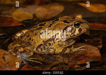 Eine wunderschöne östliche Leopardenkröte (Sclerophrys pardalis), in einem kleinen Teich, in Westkap, Südafrika Stockfoto