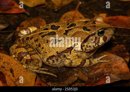 Eine wunderschöne östliche Leopardenkröte (Sclerophrys pardalis), in einem kleinen Teich, in Westkap, Südafrika Stockfoto