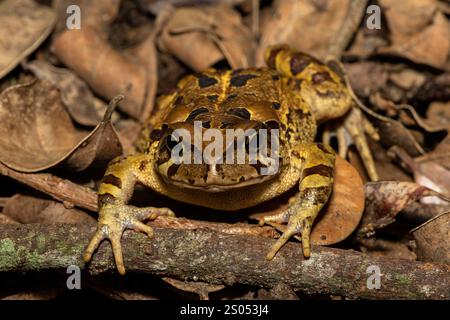Eine wunderschöne östliche Leopardenkröte (Sclerophrys pardalis), in freier Wildbahn, in Westkap, Südafrika Stockfoto