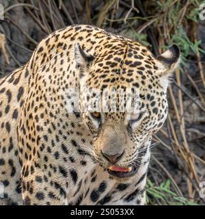 Jaguar Dreiviertel-Porträt mit gedrehtem Kopf Stockfoto