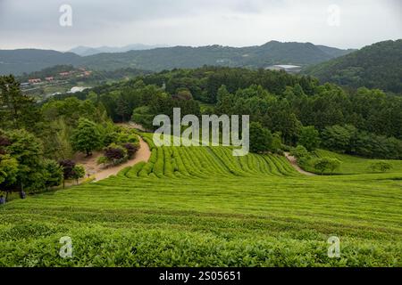 Üppige grüne Teeplantage Farm an einem bewölkten Tag. Foto in Boseong, Südkorea Stockfoto