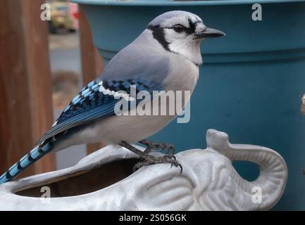 Ein Bluejay kommt auf dem Deck an. Stockfoto
