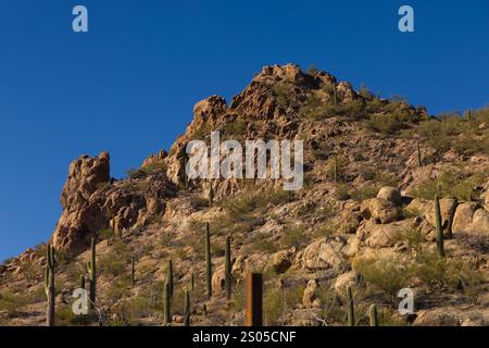 Dieses Foto fängt die raue Schönheit von Tucson, Arizona, mit seiner dramatischen Berglandschaft am Horizont ein. Saguaro Kakteen Punkt Stockfoto