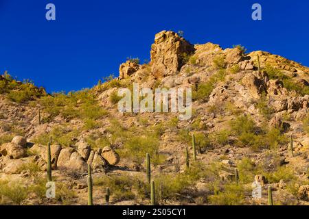 Dieses Foto fängt die raue Schönheit von Tucson, Arizona, mit seiner dramatischen Berglandschaft am Horizont ein. Saguaro Kakteen Punkt Stockfoto