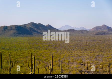 Dieses Foto fängt die raue Schönheit von Tucson, Arizona, mit seiner dramatischen Berglandschaft am Horizont ein. Saguaro Kakteen Punkt Stockfoto