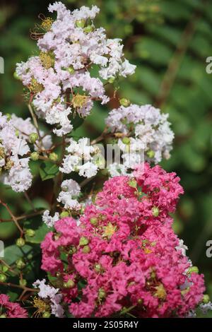 Nahaufnahme einer japanischen Bungur-Blüte oder lagerstroemia indica oder einer Mikrokirschblüte in rosa und weiß Stockfoto