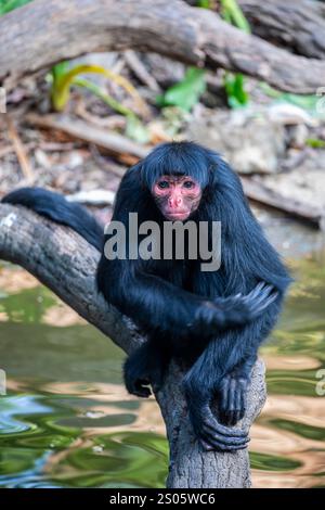 Ateles paniscus ist eine Art von Neuweltaffen, die in den tropischen Wäldern des nördlichen Südamerikas vorkommt. Stockfoto