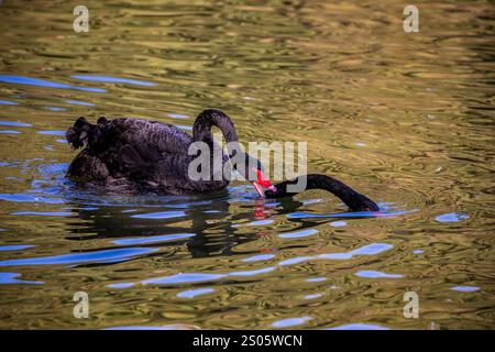 Zwei schwarze Schwäne (Cygnus atratus) paaren sich im See. Es ist ein großer Wasservogel Stockfoto