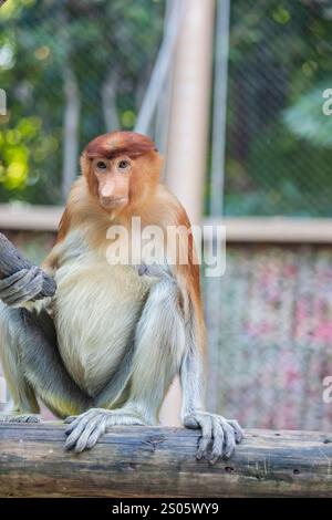 Das Nahbild des Proboscis-Affen. Es ist ein rötlich-brauner Affe der Alten Welt mit einer ungewöhnlich großen Nase. Stockfoto