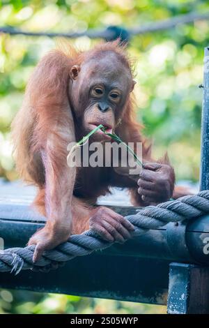 Ein Borneaner Orang-Utan isst Essen. Der Orang-Utan ist eine vom Aussterben bedrohte Art, mit Entwaldung, Palmölplantagen Stockfoto