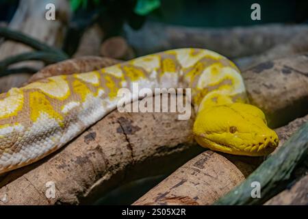 Das albino (Purple Phase) retikulierte Python (Malayopython reticulatus). Es handelt sich um eine Schlangenart aus der Familie der Pythonidae. Stockfoto