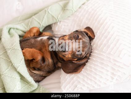 Ein brauner langhaariger Dackel oder ein Wursthund, der auf einem Kissen und unter einer Decke schläft wie ein Mensch Stockfoto