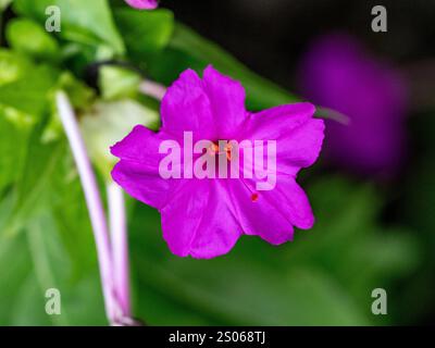 Blühende Blumen des Perus, mirabilis jalapa, blühen entlang einer Straße in der Nähe von Yokohama, Japan. Stockfoto