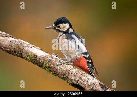 Großer Spotted Holzspecht (Dendrocopos Major) auf einem Zweig vor herbstlichem Hintergrund Stockfoto