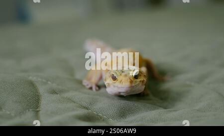 Eine detaillierte Nahaufnahme des Gesichts eines Leopardengeckos mit strukturierter Haut und lebendigen Augen. Dieses Bild zeigt die komplizierte Schönheit von Exotic Stockfoto