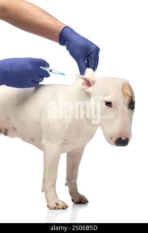 White Miniature Bull Terrier steht geduldig, während sich der Tierarzt in blauen Handschuhen auf die Injektion vor weißem Studiohintergrund vorbereitet. Stockfoto