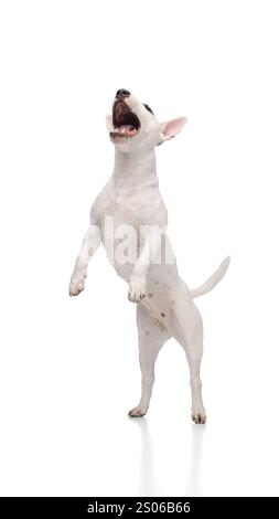 Der weiße Miniatur-Bullterrier steht auf Hinterbeinen, die Vorderpfoten haben den Mund in verspielter Rinde vor weißem Studiohintergrund geöffnet. Stockfoto