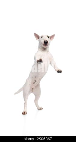 Der weiße Miniatur-Bullterrier steht auf Hinterbeinen, die Vorderpfoten werden in verspielter Geste angehoben. Hund schaut in die Kamera vor weißem Studiohintergrund. Stockfoto