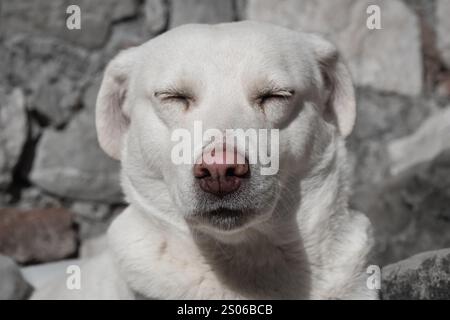 Der weiße Hund ruht draußen an einem sonnigen Tag. Eine Nahaufnahme eines weißen Hundes, der friedlich auf dem Boden ruht. Die Augen des Hundes sind geschlossen und sein Ausdruck ist ruhig A Stockfoto
