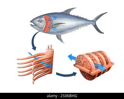 FISH-Atmungssystem mit Kiemenfilamenten in Nahaufnahme. Digitale Illustration, 3D-Rendering. Stockfoto