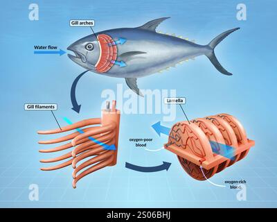 FISH-Atmungssystem mit Kiemenfilamenten in Nahaufnahme. Digitale Illustration, 3D-Rendering. Stockfoto