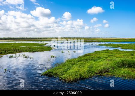 Üppig grüne Sumpflandschaft rund um den Nationalpark Lagoa do Peixe, Rio Grande do Sul, Brasilien. Stockfoto