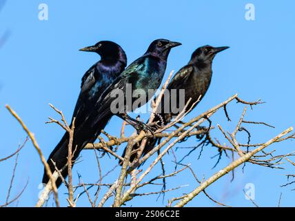 Drei Bootsschwanzkränze (Quiscalus Major) auf einem Baum. Texas, USA. Stockfoto