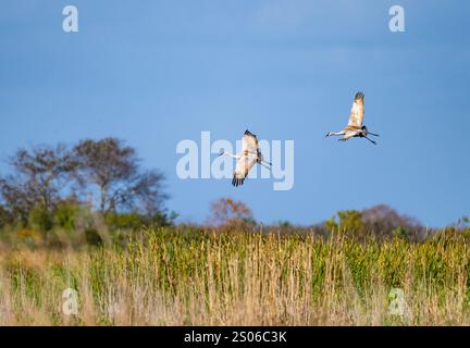 Ein Paar Sandhill Cranes (Antigone canadensis), die über Sumpfgebiete fliegen. Texas, USA. Stockfoto