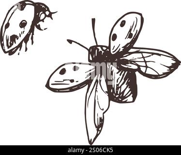 Marienkäfer mit Sprenkeln fliegen mit gespreizten Flügeln und Flügelauflagen, Dreiviertelansicht. Handgezeichnete, braune Tinte monochrom. Satz isolierter EPS Stock Vektor