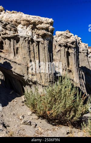 Eine kleine Pflanze wächst in der Wüste. Die Pflanze ist von Felsen umgeben und der Himmel ist blau Stockfoto