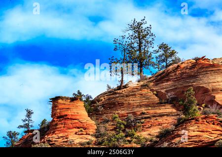 Ein Baum wächst auf einem felsigen Hügel. Der Hügel ist mit roten Felsen bedeckt und der Himmel ist blau Stockfoto