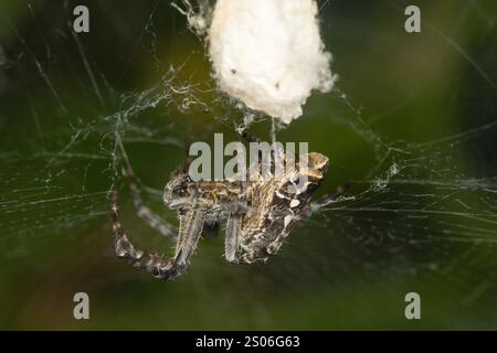 Die tropische Zelt-Netzspinne (Cyrtophora citricola) im natürlichen Lebensraum Stockfoto