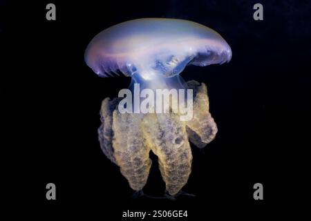 Das Marmorierte Gelee (Lychnorhiza lucerna) im Aquarium Stockfoto