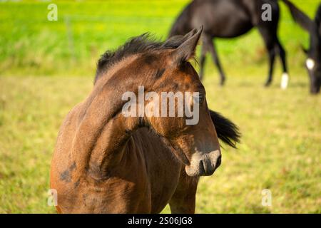 Ein braunes Jungpferd draußen an einem sonnigen Sommertag Stockfoto