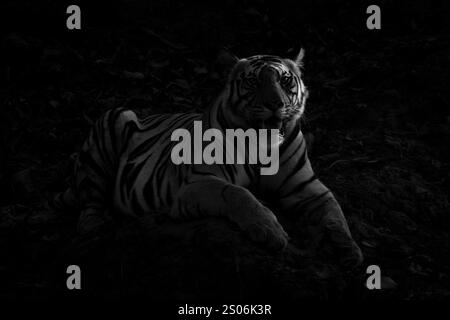 Mono-Tiger liegt im Halblicht auf Felsen Stockfoto