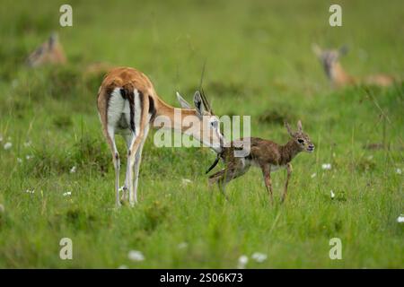 Thomsons Gazelle schnüffelt Neugeborene in der Savanne Stockfoto