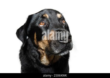 Portrait schuldiger, trauriger Rottweiler-Hund, der mit innovativen Augen und Ohren aufblickt. Isoliert auf weißem Hintergrund Stockfoto
