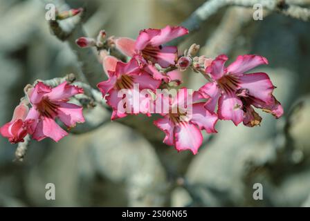 Blumen der Wüstenrose (Adenium obesum) aus dem Natronsee, Tansania. Stockfoto