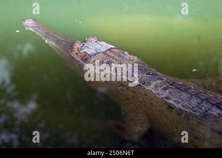 Das kritisch gefährdete westafrikanische schmalschnauzende Krokodil (Mecistops cataphractus). Stockfoto