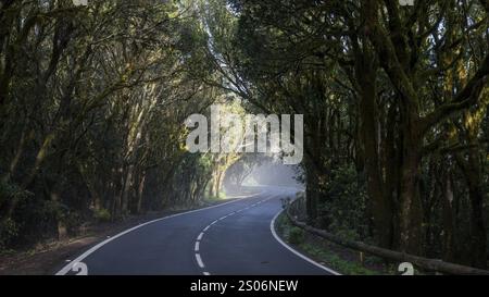 Sonnenstrahlen im Nebel, Straße im Nebelwald, Nationalpark Garajonay, La Gomera, Kanarische Inseln, Spanien, Europa Stockfoto