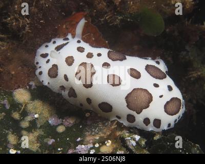 Weiße Leopardenschnecke (Discodoris atromaculata), Nacktschnecke, mit braunen Flecken auf einer Alge, Tauchplatz Cap de Creus Marine Reserve, Rosas, Costa Brava, Spa Stockfoto