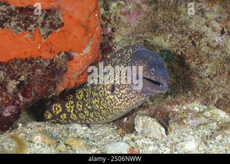 Kurioser mediterraner Muränen (Muraena helena), der aus seiner felsigen Höhle blickt, Tauchplatz Cap de Creus Marine Reserve, Rosas, Costa Brava, Spanien, Medi Stockfoto