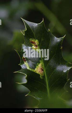 Ilex Blattminenfliege (Phytomyza ilicis) und Europäischer stechpalme (Ilex aquifolium), Fütterung von Larven auf stechpalme, Nordrhein-Westfalen, Deutschland, Europa Stockfoto