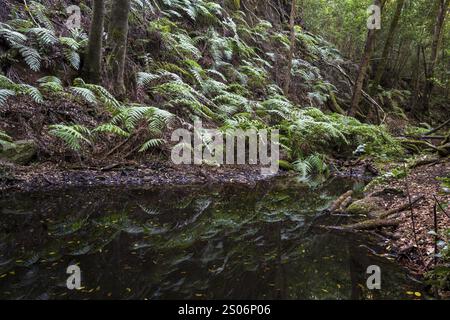 Pools, Nebelwald, Lorbeerwald, Garajonay Nationalpark, UNESCO-Weltkulturerbe, La Gomera, Kanarische Inseln, Spanien, Europa Stockfoto