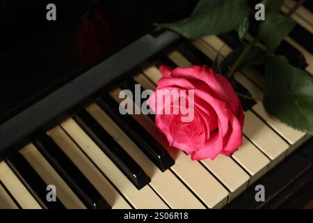 Wunderschöne rosa Rose auf den Klaviertasten, über der Aussicht Stockfoto