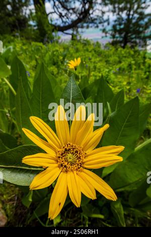 Northern Mule's Ears, Wyethia amplexicaulis, blüht auf einer Wiese im Kamiak Butte County Park, Palouse Region, Washington State, USA Stockfoto