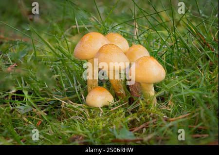 Eine Nahaufnahme einer Gruppe von Pilzen im Gras. Die sechs Schwefelbüschel haben Tropfen Morgentau auf ihnen und es gibt Platz für Text um sie herum Stockfoto